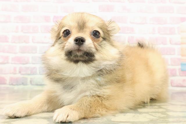 埼玉県のポメチワ/チワポメ/ポメチー(ポメラニアン×チワワ) (Coo&RIKU大宮店/2025年10月2日生まれ/男の子/フォーン)の子犬の2枚目の画像