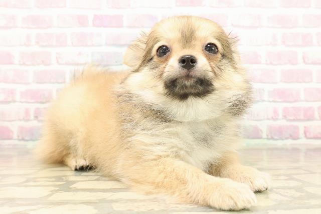 埼玉県のポメチワ/チワポメ/ポメチー(ポメラニアン×チワワ) (Coo&RIKU大宮店/2025年10月2日生まれ/男の子/フォーン)の子犬の3枚目の画像