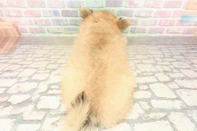 埼玉県のポメチワ/チワポメ/ポメチー(ポメラニアン×チワワ) (Coo&RIKU大宮店/2025年10月2日生まれ/男の子/フォーン)の子犬の4枚目の画像