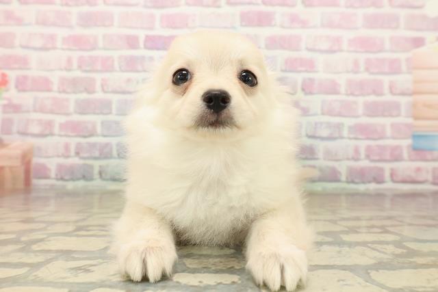 福井県のポメチワ/チワポメ/ポメチー(ポメラニアン×チワワ) (Coo&RIKU福井店/2025年10月2日生まれ/女の子/クリーム)の子犬の1枚目の画像