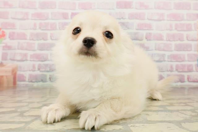 福井県のポメチワ/チワポメ/ポメチー(ポメラニアン×チワワ) (Coo&RIKU福井店/2025年10月2日生まれ/女の子/クリーム)の子犬の2枚目の画像