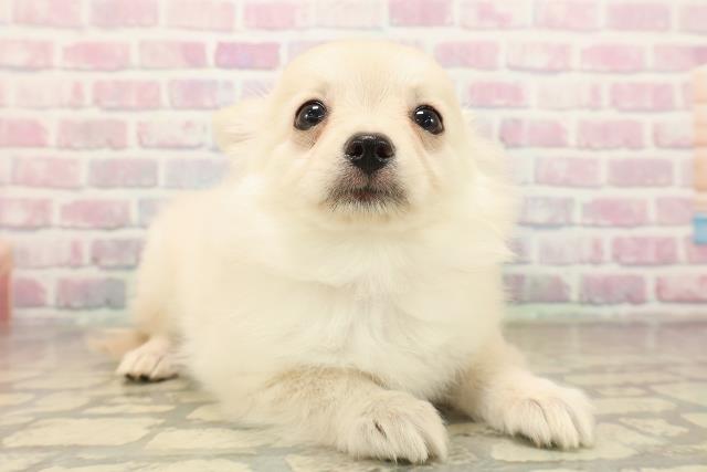 福井県のポメチワ/チワポメ/ポメチー(ポメラニアン×チワワ) (Coo&RIKU福井店/2025年10月2日生まれ/女の子/クリーム)の子犬の3枚目の画像