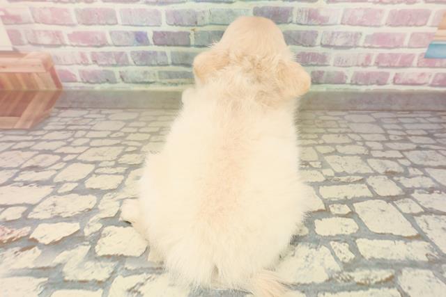 福井県のポメチワ/チワポメ/ポメチー(ポメラニアン×チワワ) (Coo&RIKU福井店/2025年10月2日生まれ/女の子/クリーム)の子犬の4枚目の画像