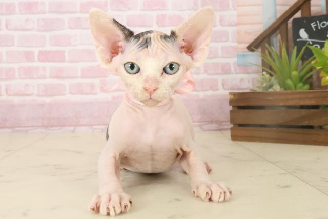 佐賀県のエルフキャット (Coo&RIKU佐賀神埼店/2025年10月4日生まれ/女の子/キャリコ)の子猫の1枚目の画像