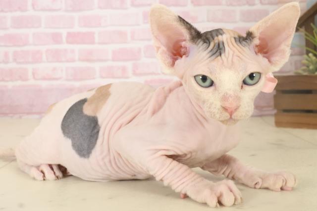 佐賀県のエルフキャット (Coo&RIKU佐賀神埼店/2025年10月4日生まれ/女の子/キャリコ)の子猫の2枚目の画像