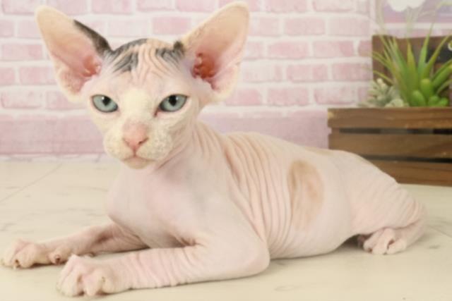 佐賀県のエルフキャット (Coo&RIKU佐賀神埼店/2025年10月4日生まれ/女の子/キャリコ)の子猫の3枚目の画像