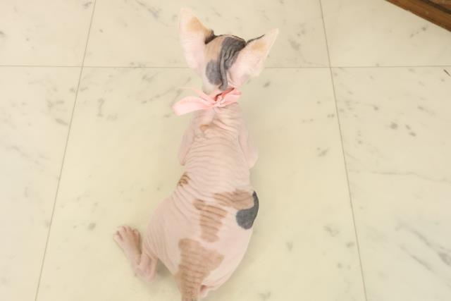 佐賀県のエルフキャット (Coo&RIKU佐賀神埼店/2025年10月4日生まれ/女の子/キャリコ)の子猫の4枚目の画像