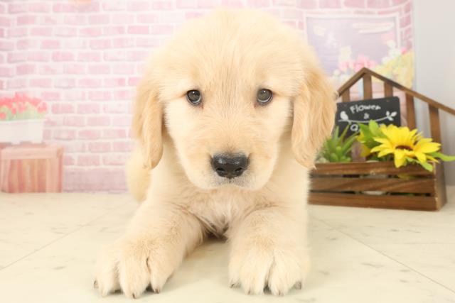 福岡県のゴールデンレトリバー (Coo&RIKU大牟田店/2025年10月5日生まれ/男の子/ゴールド)の子犬の1枚目の画像