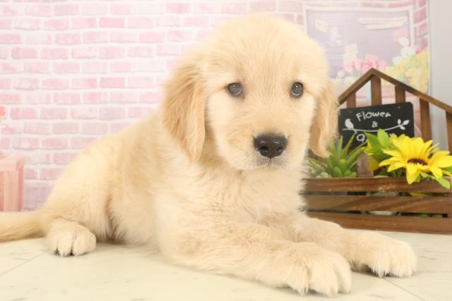 福岡県のゴールデンレトリバー (Coo&RIKU大牟田店/2025年10月5日生まれ/男の子/ゴールド)の子犬の2枚目の画像