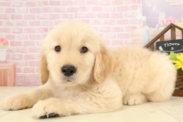 福岡県のゴールデンレトリバー (Coo&RIKU大牟田店/2025年10月5日生まれ/男の子/ゴールド)の子犬の3枚目の画像