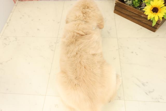 福岡県のゴールデンレトリバー (Coo&RIKU大牟田店/2025年10月5日生まれ/男の子/ゴールド)の子犬の4枚目の画像