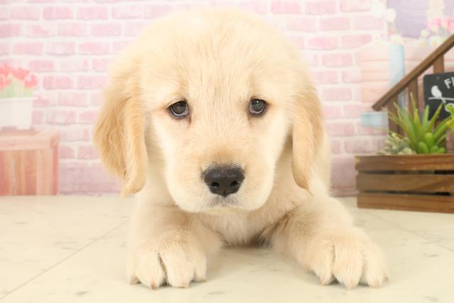 熊本県のゴールデンレトリバー (Coo&RIKU熊本店/2025年10月5日生まれ/女の子/ゴールド)の子犬の1枚目の画像