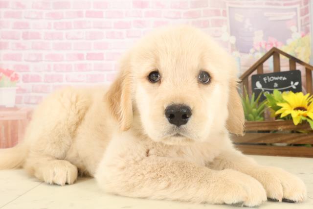 熊本県のゴールデンレトリバー (Coo&RIKU熊本店/2025年10月5日生まれ/女の子/ゴールド)の子犬の2枚目の画像