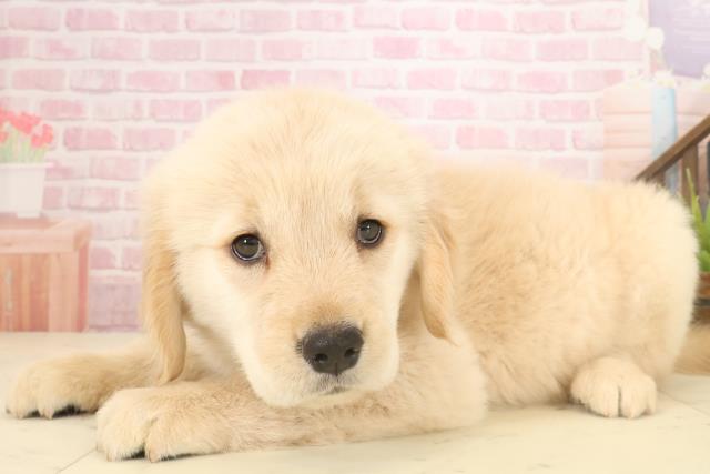 熊本県のゴールデンレトリバー (Coo&RIKU熊本店/2025年10月5日生まれ/女の子/ゴールド)の子犬の3枚目の画像