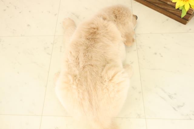 熊本県のゴールデンレトリバー (Coo&RIKU熊本店/2025年10月5日生まれ/女の子/ゴールド)の子犬の4枚目の画像