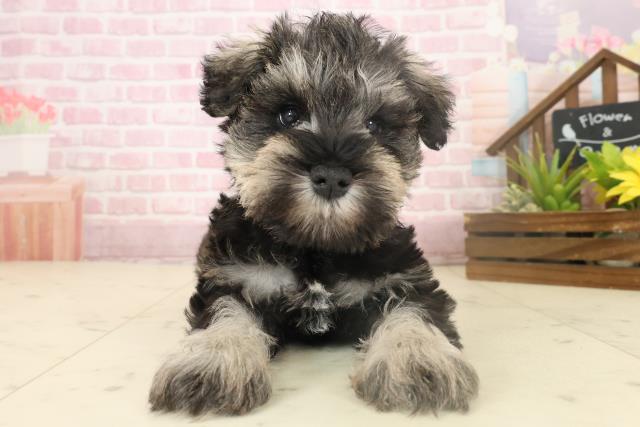 長崎県のミニチュアシュナウザー (Coo&RIKU大村店/2025年10月4日生まれ/男の子/ソルトペッパー)の子犬の1枚目の画像