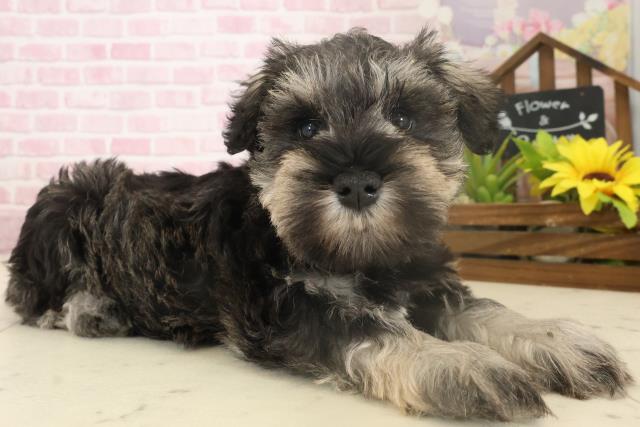 長崎県のミニチュアシュナウザー (Coo&RIKU大村店/2025年10月4日生まれ/男の子/ソルトペッパー)の子犬の2枚目の画像