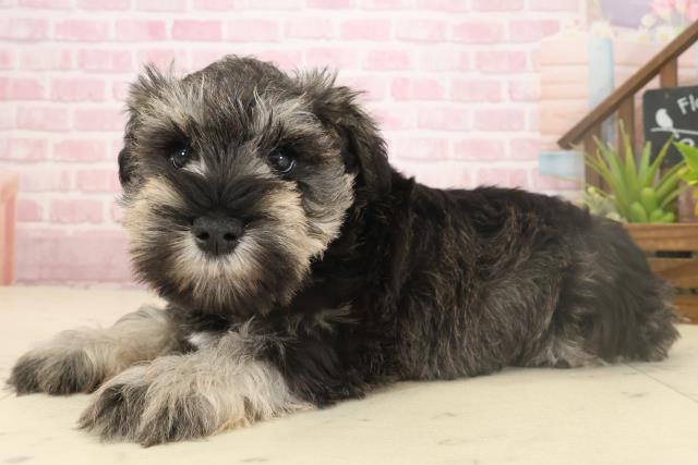 長崎県のミニチュアシュナウザー (Coo&RIKU大村店/2025年10月4日生まれ/男の子/ソルトペッパー)の子犬の3枚目の画像