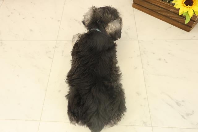 長崎県のミニチュアシュナウザー (Coo&RIKU大村店/2025年10月4日生まれ/男の子/ソルトペッパー)の子犬の4枚目の画像