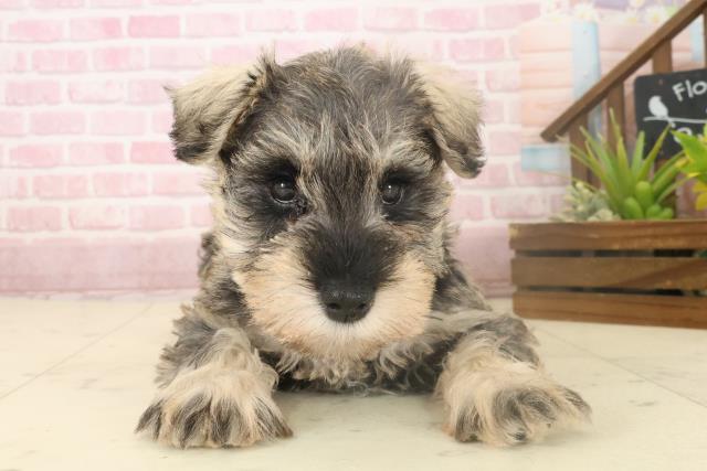 福岡県のミニチュアシュナウザー (Coo&RIKU大牟田店/2025年10月4日生まれ/女の子/ソルトペッパー)の子犬の1枚目の画像