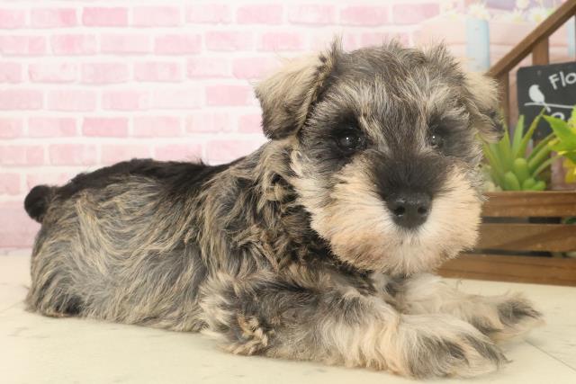 福岡県のミニチュアシュナウザー (Coo&RIKU大牟田店/2025年10月4日生まれ/女の子/ソルトペッパー)の子犬の2枚目の画像