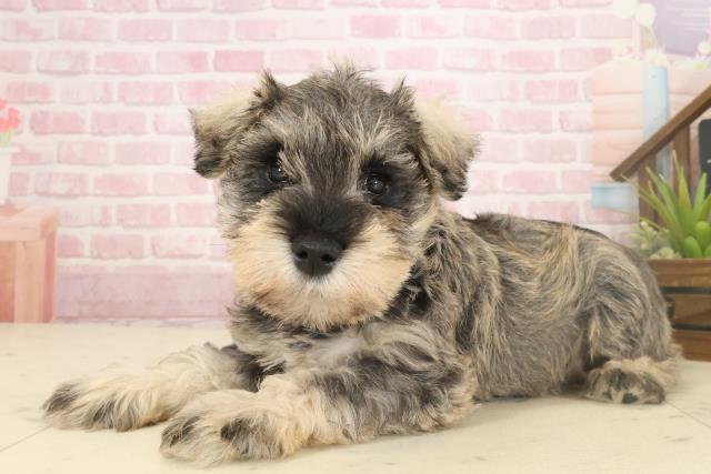 福岡県のミニチュアシュナウザー (Coo&RIKU大牟田店/2025年10月4日生まれ/女の子/ソルトペッパー)の子犬の3枚目の画像