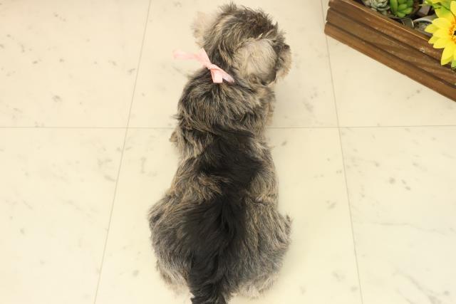 福岡県のミニチュアシュナウザー (Coo&RIKU大牟田店/2025年10月4日生まれ/女の子/ソルトペッパー)の子犬の4枚目の画像