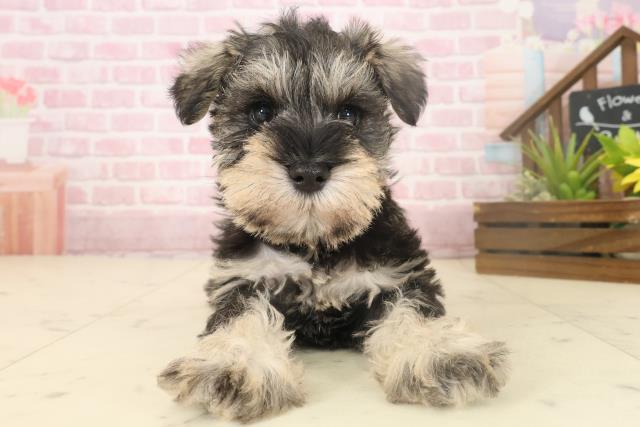 福岡県のミニチュアシュナウザー (Coo&RIKU行橋店/2025年10月4日生まれ/女の子/ソルトペッパー)の子犬の1枚目の画像