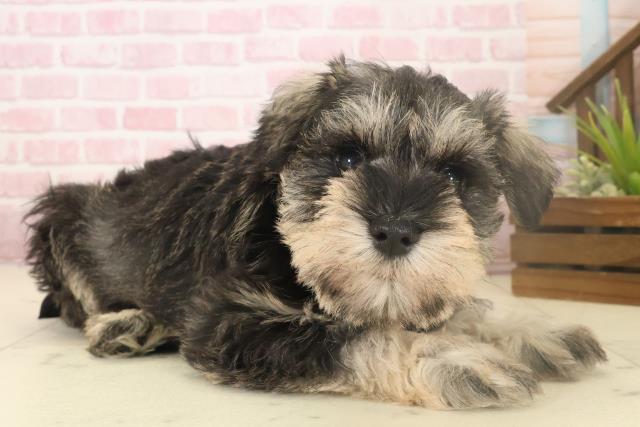 福岡県のミニチュアシュナウザー (Coo&RIKU行橋店/2025年10月4日生まれ/女の子/ソルトペッパー)の子犬の2枚目の画像