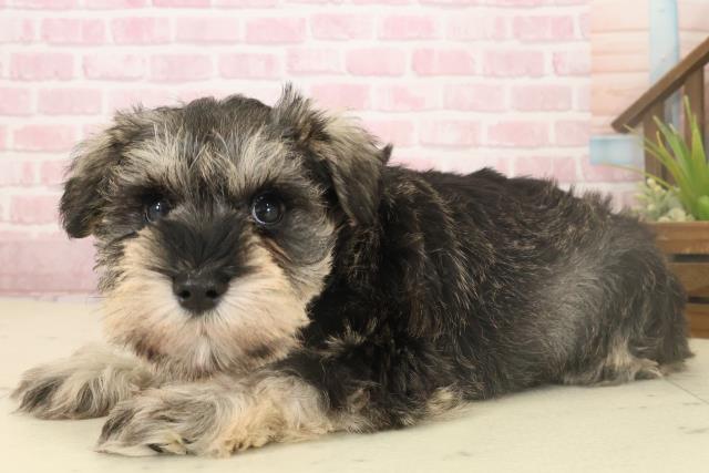 福岡県のミニチュアシュナウザー (Coo&RIKU行橋店/2025年10月4日生まれ/女の子/ソルトペッパー)の子犬の3枚目の画像