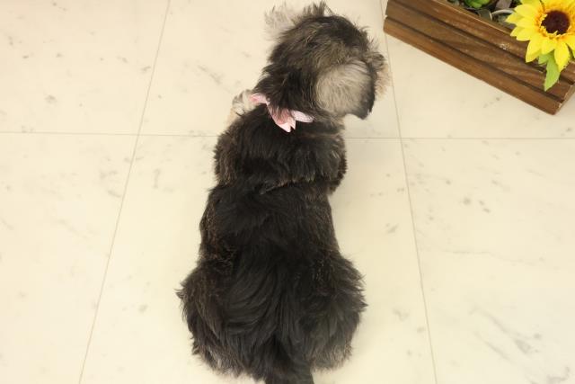 福岡県のミニチュアシュナウザー (Coo&RIKU行橋店/2025年10月4日生まれ/女の子/ソルトペッパー)の子犬の4枚目の画像