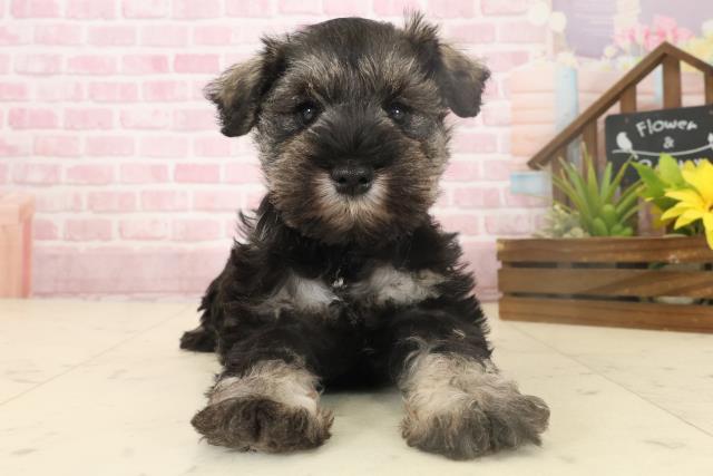 福岡県のミニチュアシュナウザー (Coo&RIKU福岡古賀店/2025年10月4日生まれ/女の子/ソルトペッパー)の子犬の1枚目の画像