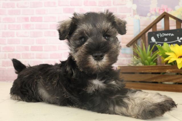 福岡県のミニチュアシュナウザー (Coo&RIKU福岡古賀店/2025年10月4日生まれ/女の子/ソルトペッパー)の子犬の2枚目の画像