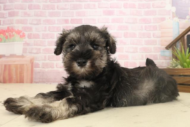 福岡県のミニチュアシュナウザー (Coo&RIKU福岡古賀店/2025年10月4日生まれ/女の子/ソルトペッパー)の子犬の3枚目の画像