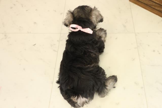 福岡県のミニチュアシュナウザー (Coo&RIKU福岡古賀店/2025年10月4日生まれ/女の子/ソルトペッパー)の子犬の4枚目の画像