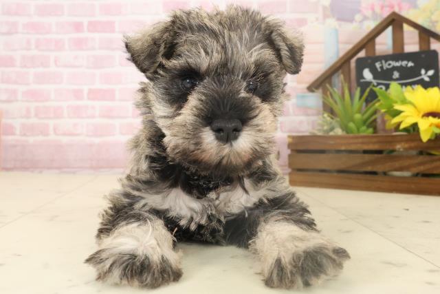 福岡県のミニチュアシュナウザー (Coo&RIKUフォレストシティ春日店/2025年10月4日生まれ/女の子/ソルトペッパー)の子犬の1枚目の画像