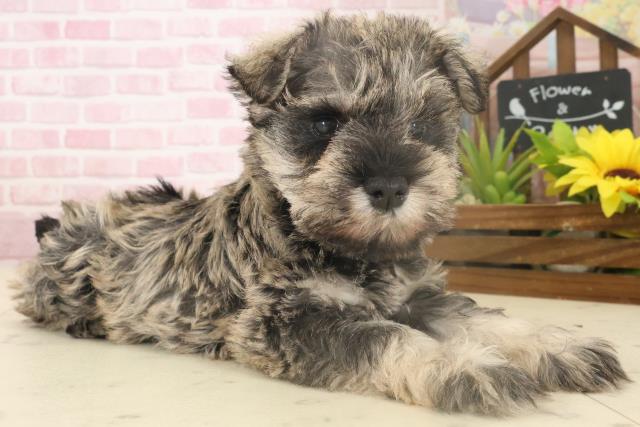 福岡県のミニチュアシュナウザー (Coo&RIKUフォレストシティ春日店/2025年10月4日生まれ/女の子/ソルトペッパー)の子犬の2枚目の画像