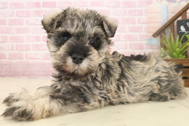 福岡県のミニチュアシュナウザー (Coo&RIKUフォレストシティ春日店/2025年10月4日生まれ/女の子/ソルトペッパー)の子犬の3枚目の画像