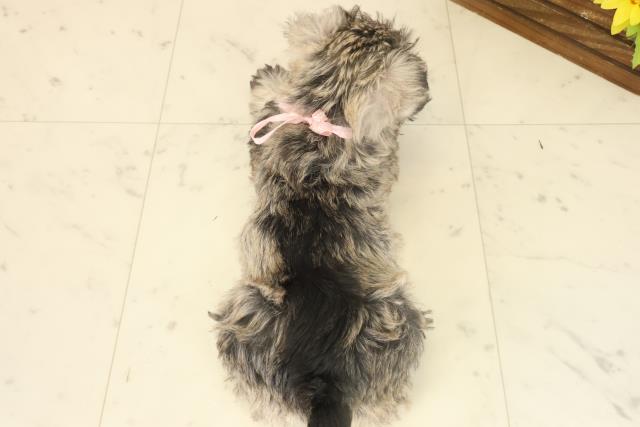 福岡県のミニチュアシュナウザー (Coo&RIKUフォレストシティ春日店/2025年10月4日生まれ/女の子/ソルトペッパー)の子犬の4枚目の画像
