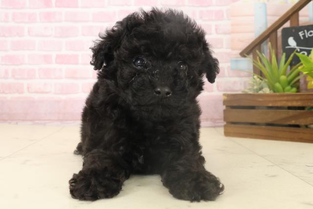 トイ・プードル