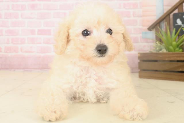 熊本県のトイプードル(トイ) (Coo&RIKU宇土シティモール店/2025年10月4日生まれ/男の子/クリーム)の子犬の1枚目の画像