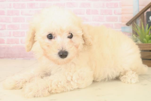 熊本県のトイプードル(トイ) (Coo&RIKU宇土シティモール店/2025年10月4日生まれ/男の子/クリーム)の子犬の3枚目の画像