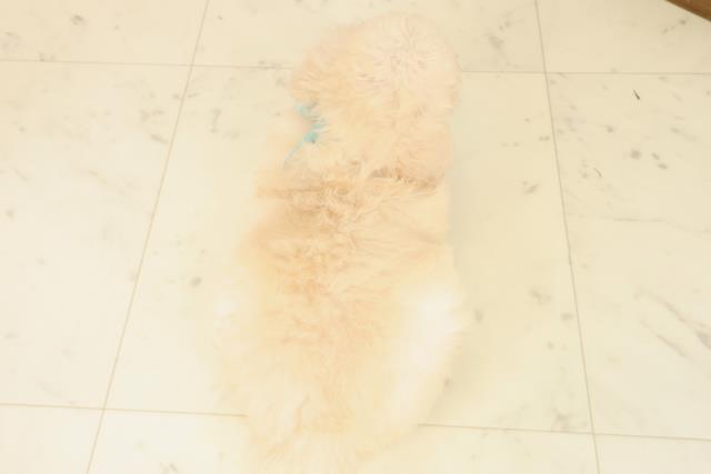 熊本県のトイプードル(トイ) (Coo&RIKU宇土シティモール店/2025年10月4日生まれ/男の子/クリーム)の子犬の4枚目の画像