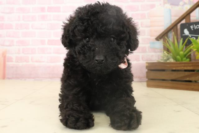福岡県のトイプードル(トイ) (Coo&RIKUゆめタウン飯塚店/2025年10月4日生まれ/女の子/ブラック)の子犬