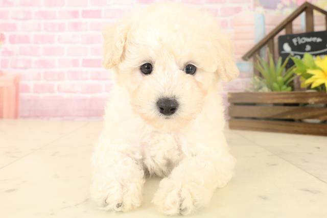 福岡県のトイプードル(トイ) (Coo&RIKU行橋店/2025年10月4日生まれ/女の子/ホワイト)の子犬