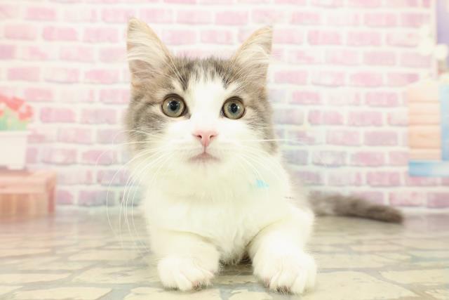 埼玉県のノルウェージャンフォレストキャット (Coo&RIKU春日部店/2025年8月7日生まれ/男の子/ブルータビーホワイト)の子猫の1枚目の画像