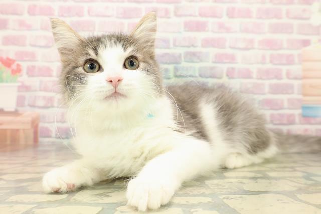 埼玉県のノルウェージャンフォレストキャット (Coo&RIKU春日部店/2025年8月7日生まれ/男の子/ブルータビーホワイト)の子猫の2枚目の画像