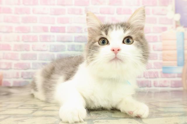 埼玉県のノルウェージャンフォレストキャット (Coo&RIKU春日部店/2025年8月7日生まれ/男の子/ブルータビーホワイト)の子猫の3枚目の画像