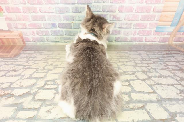 埼玉県のノルウェージャンフォレストキャット (Coo&RIKU春日部店/2025年8月7日生まれ/男の子/ブルータビーホワイト)の子猫の4枚目の画像