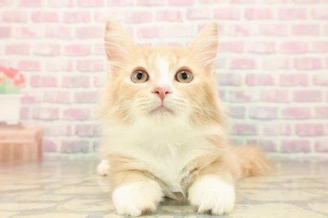 埼玉県のノルウェージャンフォレストキャット (Coo&RIKU川口戸塚店/2025年8月6日生まれ/男の子/クリームタビーホワイト)の子猫の1枚目の画像